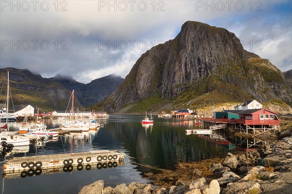 Red rorbuer on a stony shore