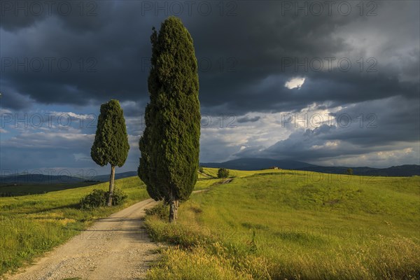 Field path and cypresses