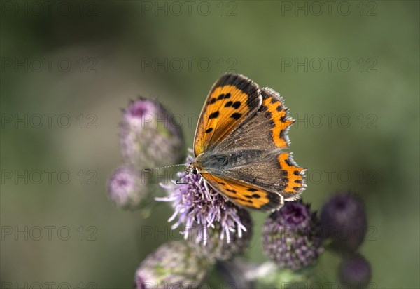 Small copper