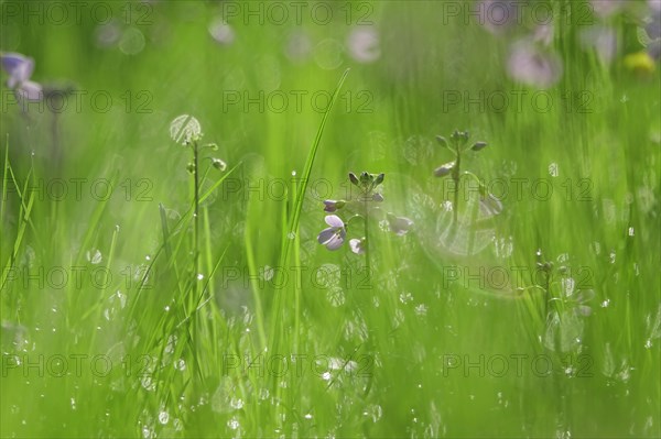 Meadowfoam in spring