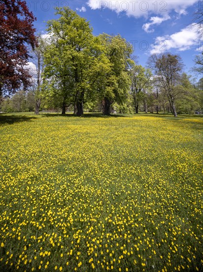 Buttercups