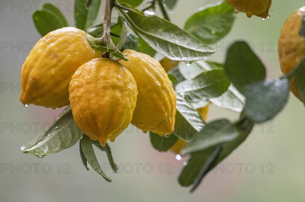 Lemons on a branch