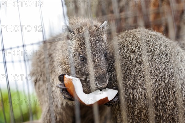 Cuban tree rat