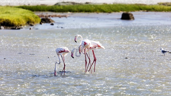 Flamingos