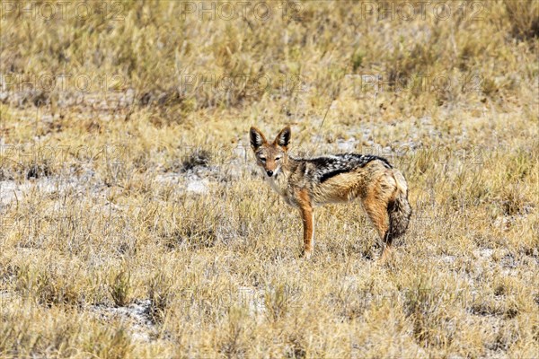 Black-backed jackal