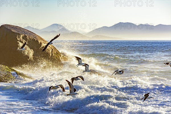 Seagull flying at dawn over the sea and the rocks of Ipanema in Rio de Janeiro
