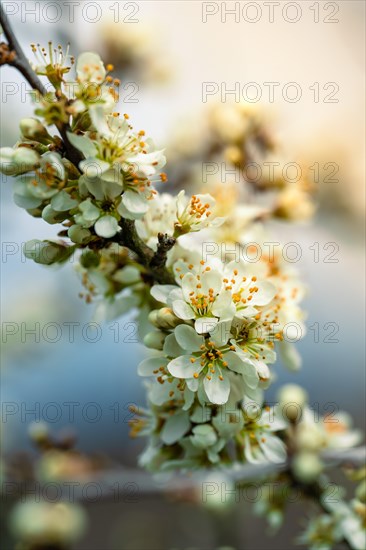 White flowering branch in spring with sunlight