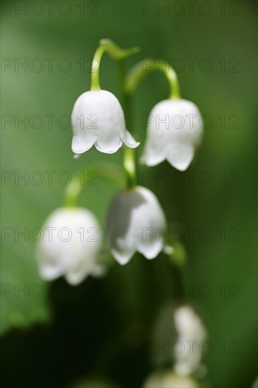 Lily of the valley