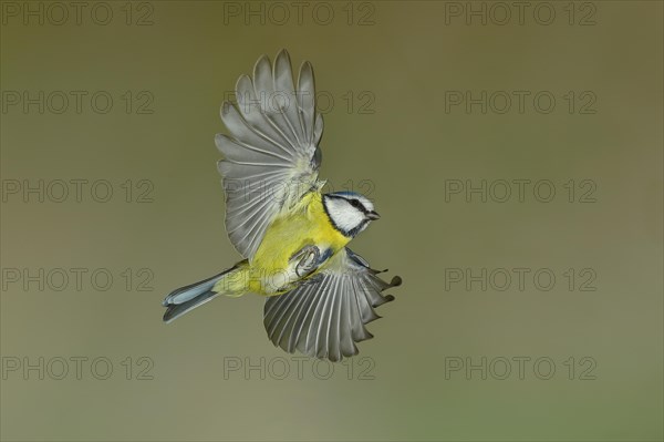 Blue Tit