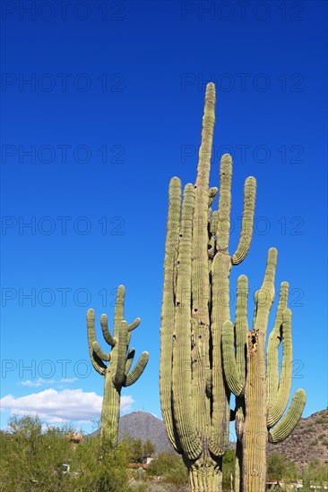 Saguaro cactus