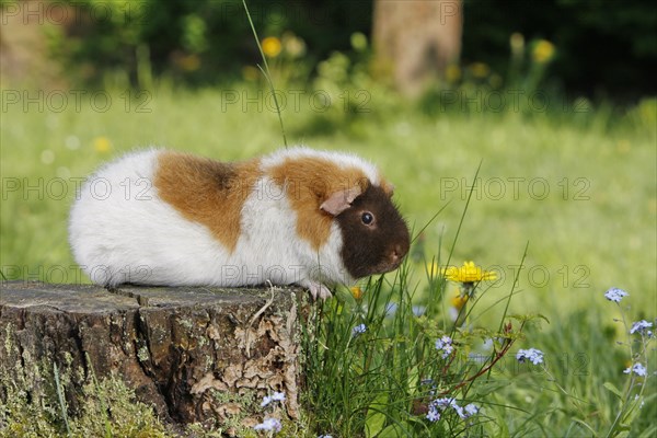 Guinea Pig pigs