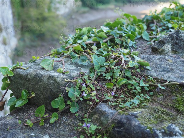 Ivy plant and stone background