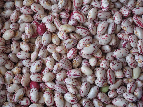 Crimson beans legumes food