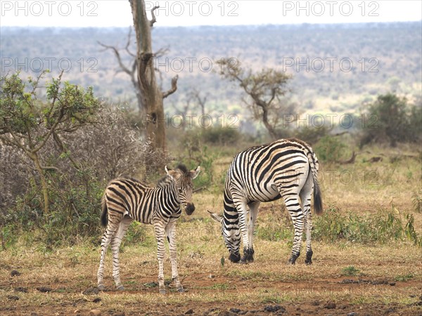 Burchell's zebra