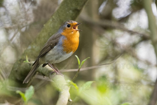 European robin