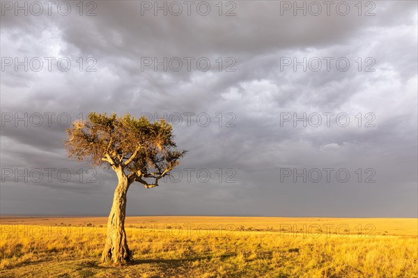 Tree in the savannah