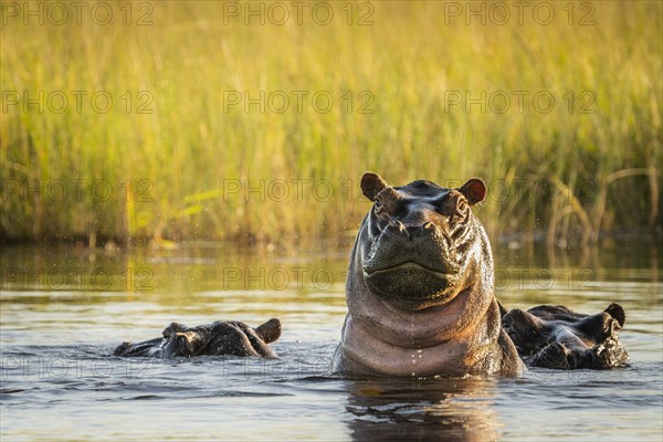 Hippo