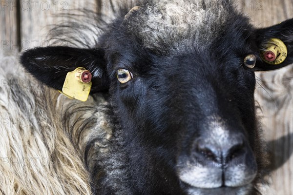 Portrait of a black and white German Moorland Sheep