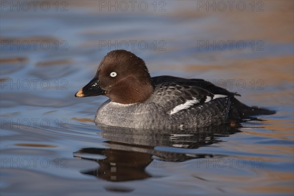 Goldeneye adult female duck