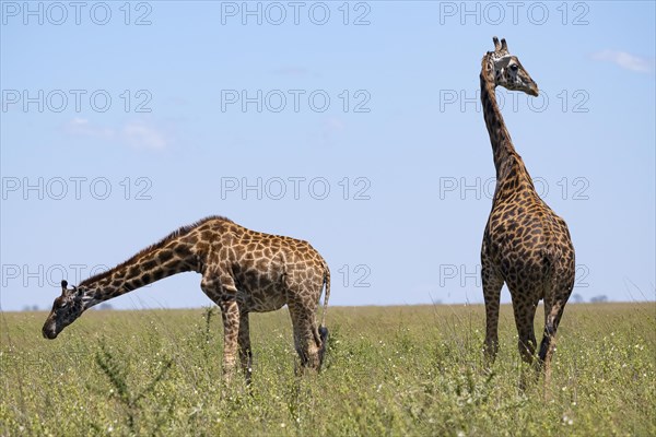 Masai giraffe