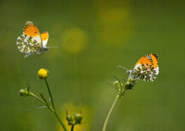 Two orange tip