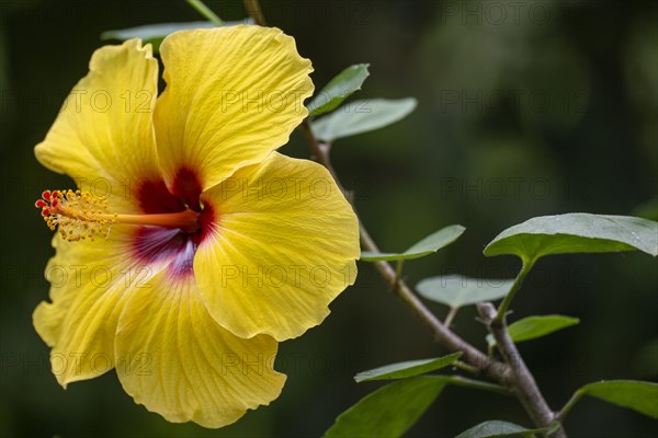 Chinese hibiscus