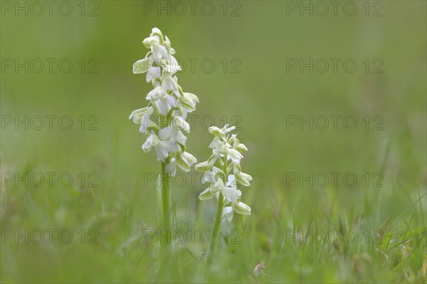 Green-winged orchid