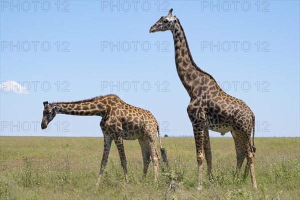 Masai giraffe