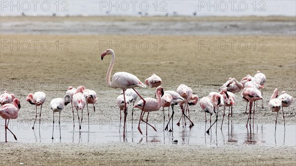 Greater flamingo