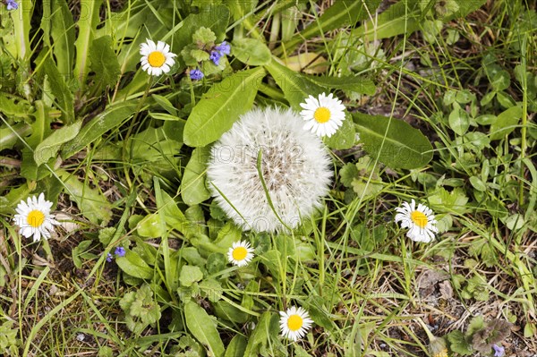 Common dandelion