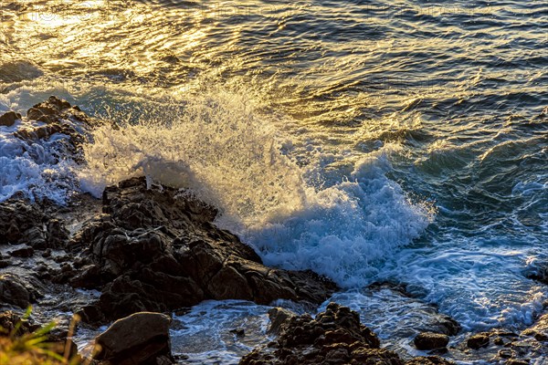 Water and sea foam splashing with the shock of waves against the rocks during sunset in the city of Salvador in Bahia