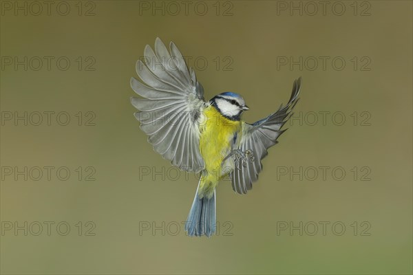 Blue Tit