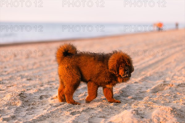 Chiwa- red tibetan mastiff puppy on the beach