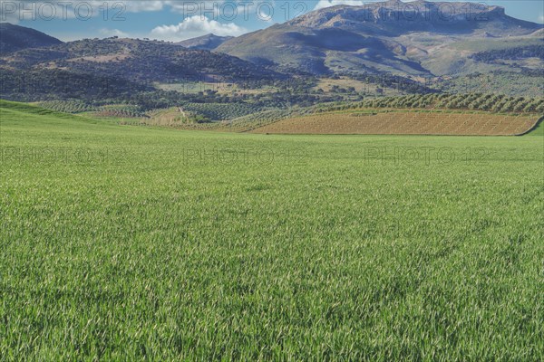 Green agricultural landscape with farmland