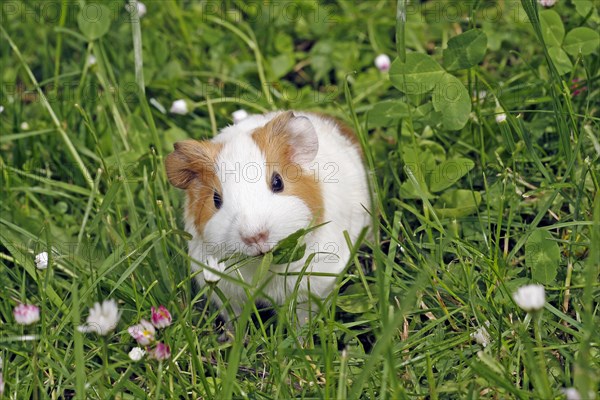 Guinea Pig pigs