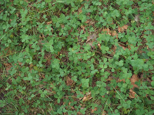 Green clover meadow background