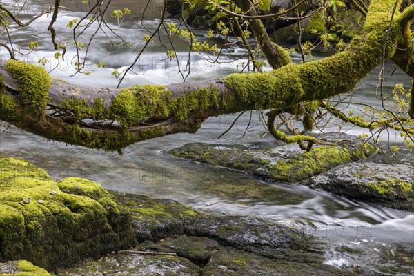 Broken branch full of moss in front of rapids