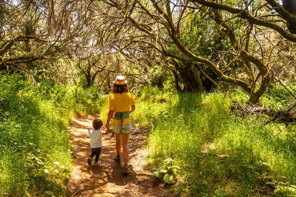Walking along the laurel forest path in a lush green landscape in La Llania on El Hierro
