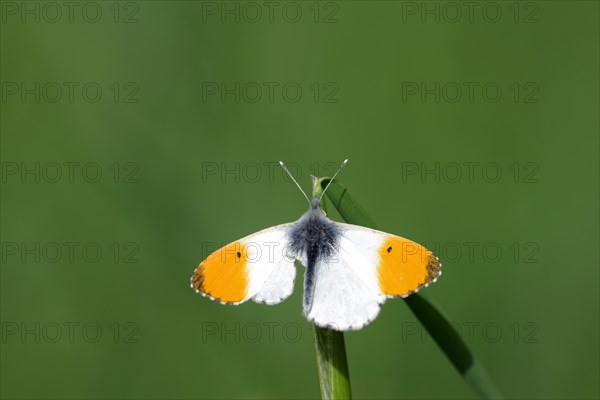 Orange tip