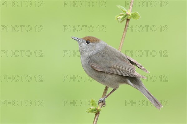 Blackcap