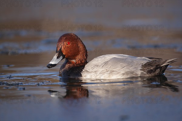 Common pochard