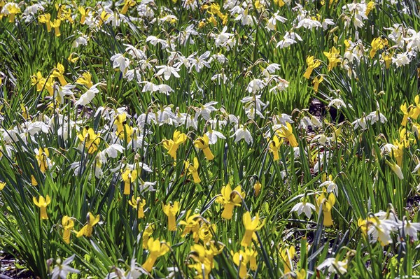 Cyclamen-flowered daffodils