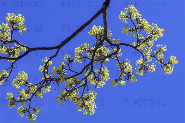 Flowering Norway maple