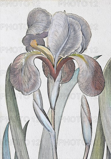 Irises