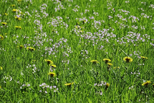 Meadow in spring with dandelion and meadowfoam
