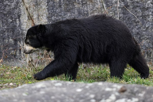 Andean bear