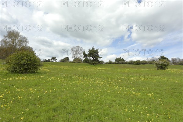 Meadow primrose