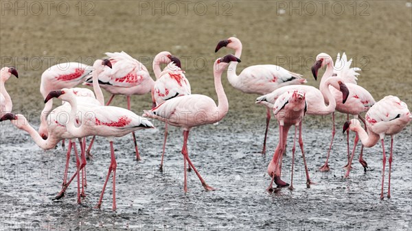 Greater flamingo