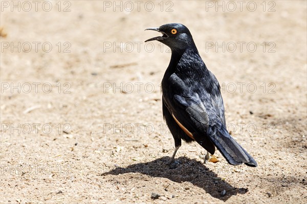 Black-bellied Glossy Starling