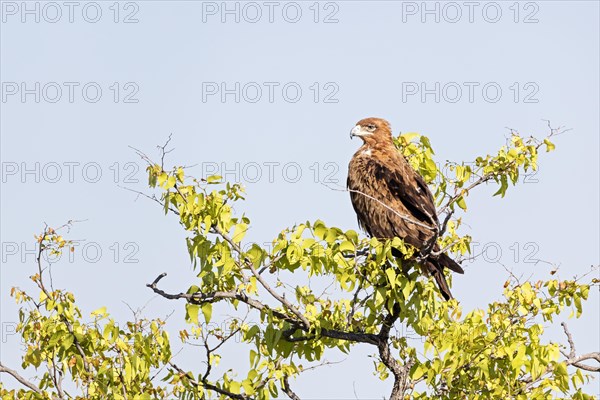 Tawny eagle